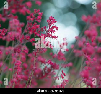 Coral bells, Heuchera sanguinea blossoming, reflections in the background Stock Photo