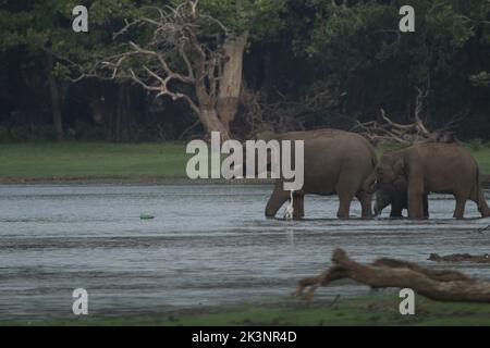 Sri lankan Elephants in Kalawewa National Park, Sri Lanka Stock Photo