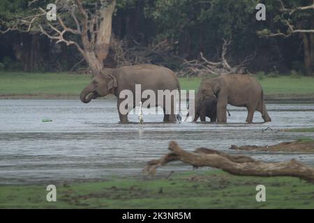 Sri lankan Elephants in Kalawewa National Park, Sri Lanka Stock Photo