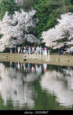 People lining the Tidal Basin to view the Cherry Blossom Festival in Washington DC Stock Photo