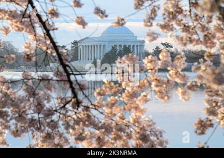 The Jefferson Memorial during the Cherry Blossom Festival in Washington DC Stock Photo