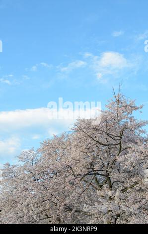 Cherry Blossom Trees under a blue sky during the Cherry Blossom Festival in Washington DC Stock Photo