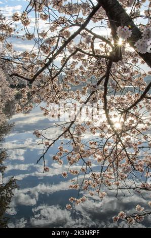A sunstar from behind a cherry blossom tree on the Tidal Basin in Washington DC during the annual cherry blossom festival Stock Photo