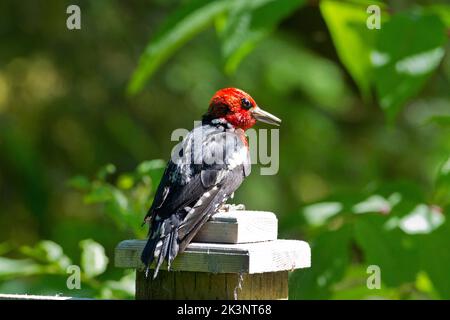 A Red-breasted Sapsucker (Sphyrapicus ruber) perched on a fence post at the Delkatla Wildlife Sanctuary in Masset, Haida Gwaii, BC, Canada Stock Photo