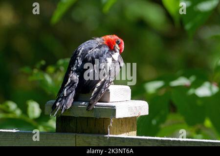 A Red-breasted Sapsucker (Sphyrapicus ruber) perched & preening on a fence post at the Delkatla Wildlife Sanctuary in Masset, Haida Gwaii, BC, Canada Stock Photo