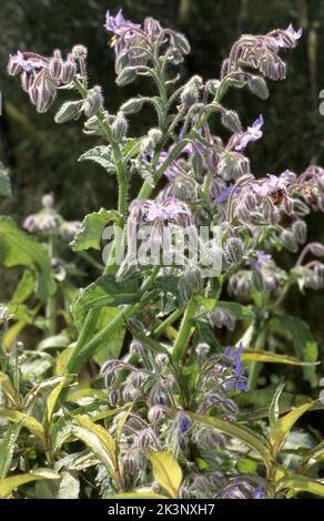 CLOSE-UP OF THE PURPLE FLOWERS AND FOLIAGE OF BORAGE (BORAGO OFFICINALIS) ALSO KNOWN AS COMMON BORAGE, TALEWORT OR BEE BUSH. Stock Photo