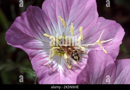 CLOSE-UP OF A BEE POLLINATING A PINK EVENING PRIMROSE FLOWER (OENOTHERA SPECIOSA ROSEA). Stock Photo