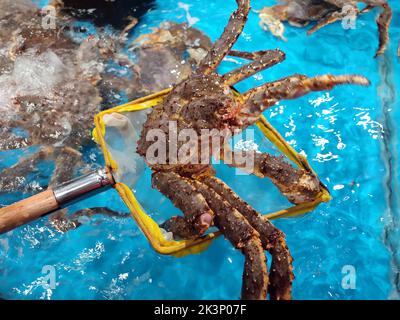 big giant Paralithodes camtschaticus on the stall for sale in the market Stock Photo