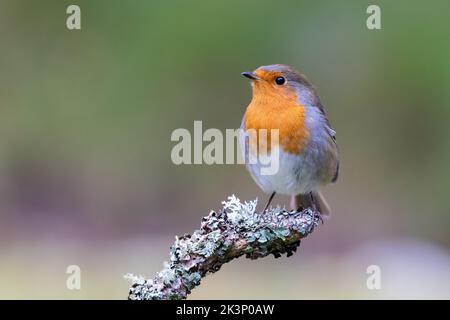 Robin [ Erithacus rubecula ] on lichen covered twig or stick Stock Photo