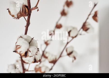 Decorative dry cotton on the background of a white wall in the interior. Front view. Stock Photo