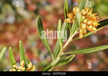 Isolated close-up of Grevillea 'Apricot Glow' inflorescence on stem Stock Photo