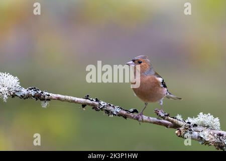 Malechaffinch [ Fringilla coelebs ] perched on lichen and moss [ reindeer moss ] covered stick or twig Stock Photo