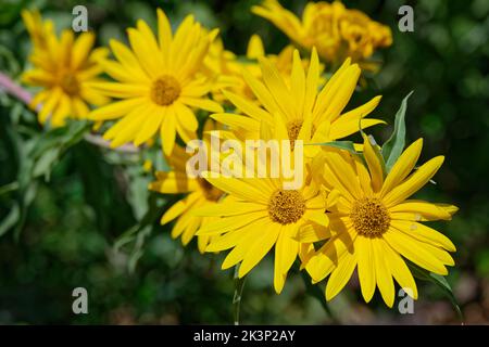 The Maximilian Sunflower (Helianthus maximiliani) is a  branching perennial herb, native to the central U.S. Stock Photo