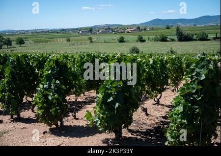 View on green vineyards near Mont Brouilly, wine appellation Côte de Brouilly beaujolais wine making area along Beaujolais Wine Route,  France Stock Photo