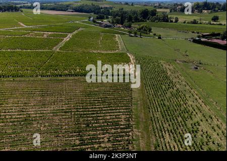 View on green vineyards near Mont Brouilly, wine appellation Côte de Brouilly beaujolais wine making area along Beaujolais Wine Route,  France Stock Photo