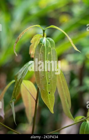 close-up of young cinnamon plant leaves with holes, cinnamomum verum, ceylon cinnamon tree, medicinal herb plant eaten or damaged by insects or pests Stock Photo