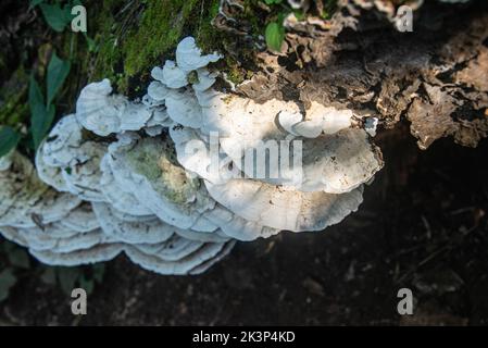 Side view of the turkey tail bracket fungus, Trametes versicolor, on a fallen log in Costa Rica Stock Photo