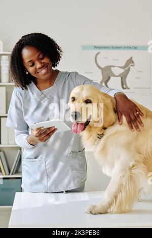 African female vet doctor in uniform using digital tablet while examining purebred dog at vet clinic Stock Photo