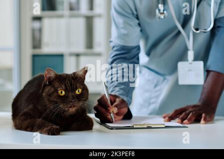 Close-up of African vet doctor writing prescription in medical card with cat lying on table Stock Photo
