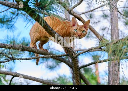 Serious ginger cat Devon rex on a tree attentively watching hunts Stock Photo
