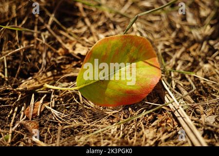 Autumnal green brown leaf on the ground in sunny garden. Stock Photo