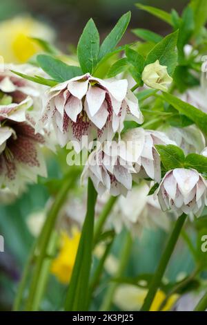 Helleborus × hybridus Harvington double white speckled, Lenten rose hellebore. Stock Photo