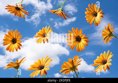 Beautiful calendula flowers flying in the air against blue sky background. Creative floral layout Stock Photo