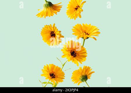 Beautiful calendula flowers flying in the air against blue green background. Creative floral layout Stock Photo