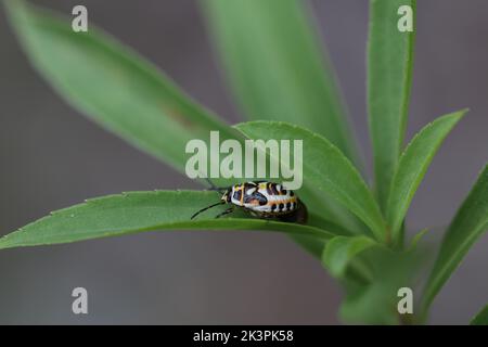 black white and orange larvae of a eurydema ornata shield bug Stock Photo