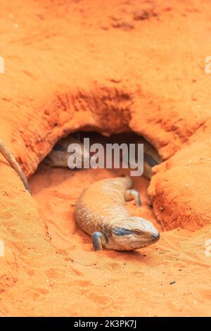 Centralian Blue-tongued Lizard or Centralian Blue-tongued Skink (Tiliqua multifasciata), native to Australia, stands in front of its burrow Stock Photo