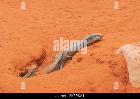 Centralian Blue-tongued Skinks (Tiliqua multifasciata) and a Central Bearded Dragon (Pogona vitticeps) by their borrow. Captive. Australia Stock Photo