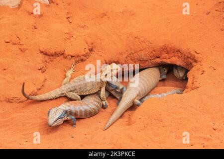 Centralian Blue-tongued Skinks (Tiliqua multifasciata) and a Central Bearded Dragon (Pogona vitticeps) by their borrow. Captive. Australia Stock Photo