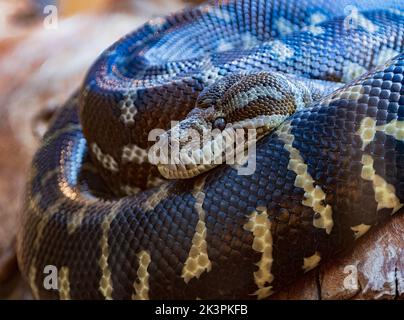 Centralian Carpet Python (Morelia spilota bredli) is native to Australia. Captive. Stock Photo