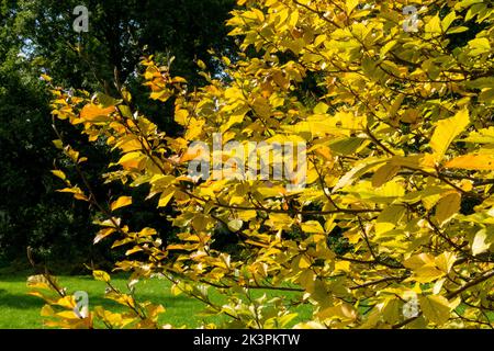 Japanese Beech Tree Fagus crenata, Garden, Autumn, Japanese, Beech, Fagus Yellow leaves, Sunshine Sunny day Stock Photo