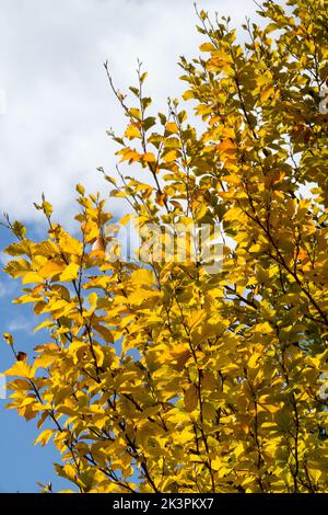 Japanese Beech, Fagus crenata, Tree, Beech, Autumn, Branches, Foliage Stock Photo