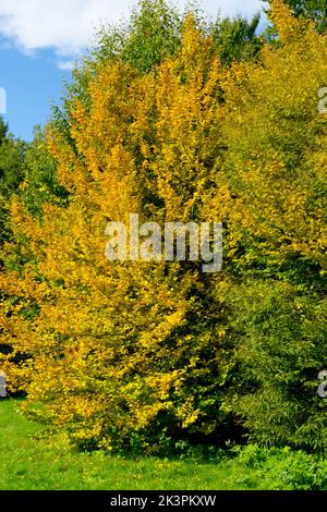 Fagus crenata Tree, Autumn, Japanese Beech, Autumnal Beech tree, Siebold's Beech, Season Stock Photo