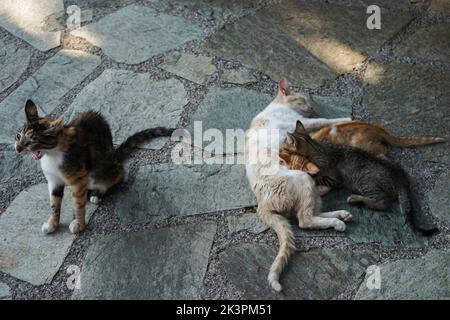 feline family resting together on the stone floor Stock Photo