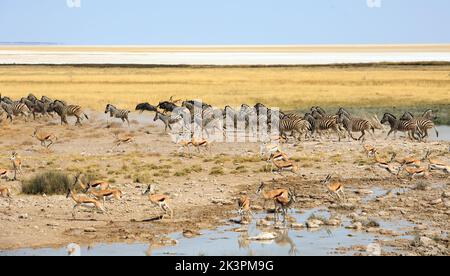 Large herd of Zebra, Wildebeest and Springbok ina panic