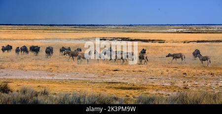 Salvadora Waterhole, on the edge of the Etosha Pan.  There are many animals who have come to drink at the small waterhole, there are lions about so th Stock Photo