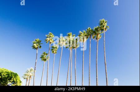 Alignment of very tall Washingtonia Filifera palm trees with blue sky background in Cannes Stock Photo