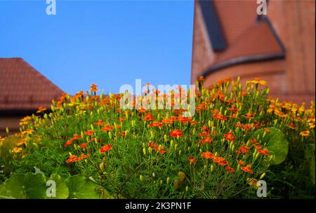 The flowers are marigolds with thin leaves. Beautiful orange-red marigold flowers and leaves against the sky Stock Photo
