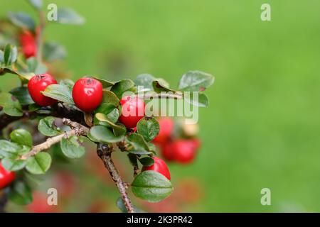 close-up of pretty red fruits on a branch of a cotoneaster, side view, copy space Stock Photo