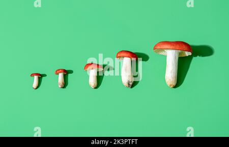 Top view with edible forest mushrooms (Russula) with a red cap and white stem. Mushrooms of the same type aligned from small to big on a green table. Stock Photo