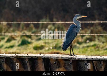 The gray heron stands on a wooden fence in the grass. The long-legged predatory wader is looking for food. Water drops on the barbed wires in the Stock Photo