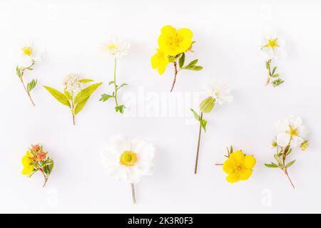 Set of small flowers of the buttercup family white and yellow on a white background, cinquefoil, anemone, daisy, spirea Stock Photo