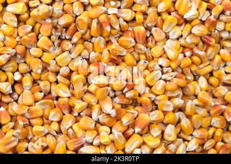 Yellow corn seed background. Close up of food grains. Food texture, pattern. Stock Photo