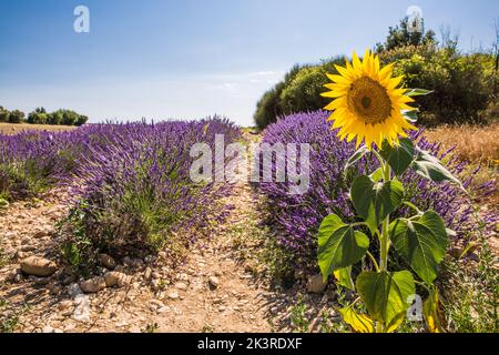 Lavender and Sunflower Fields in Valensole France on a Sunny Spring Day Stock Photo