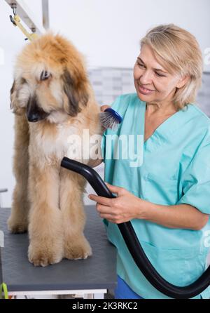 hairdresser professional dries hair by fen dog fur Afghan hound dog in hairdresser for animal Stock Photo