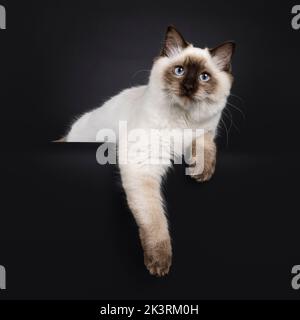 Fluffy young seal point ragdoll cat, laying down on edge with paws hanging down. Looking straight to camera with light blue eyes. Isolated on a black Stock Photo