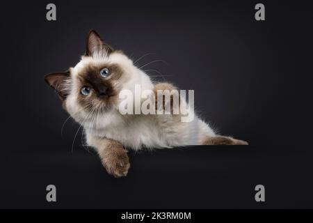 Fluffy young seal point ragdoll cat, laying down on edge with one paw playful in air. Looking straight to camera with light blue eyes. Isolated on a b Stock Photo